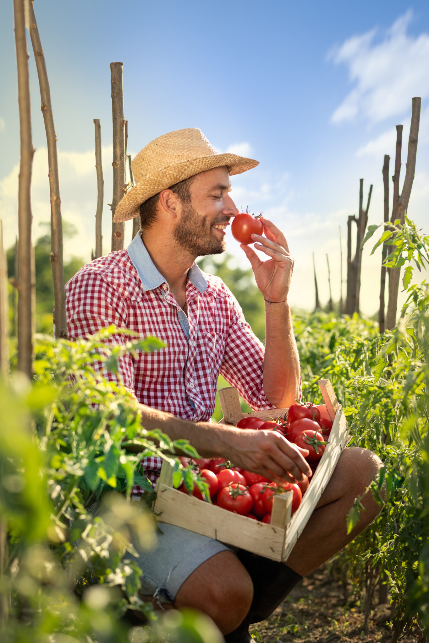 Tomatenfeld Mann Kiste 1662048088
